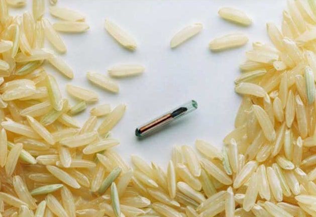 Close-up of a small pet microchip placed beside grains of rice, illustrating the microchipping services offered at Camms Road Veterinary Clinic.